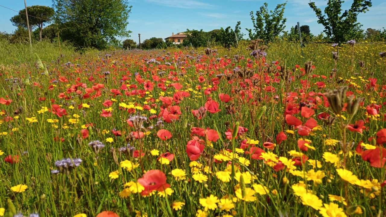 Agriturismo Il Tripesce Вада Екстериор снимка