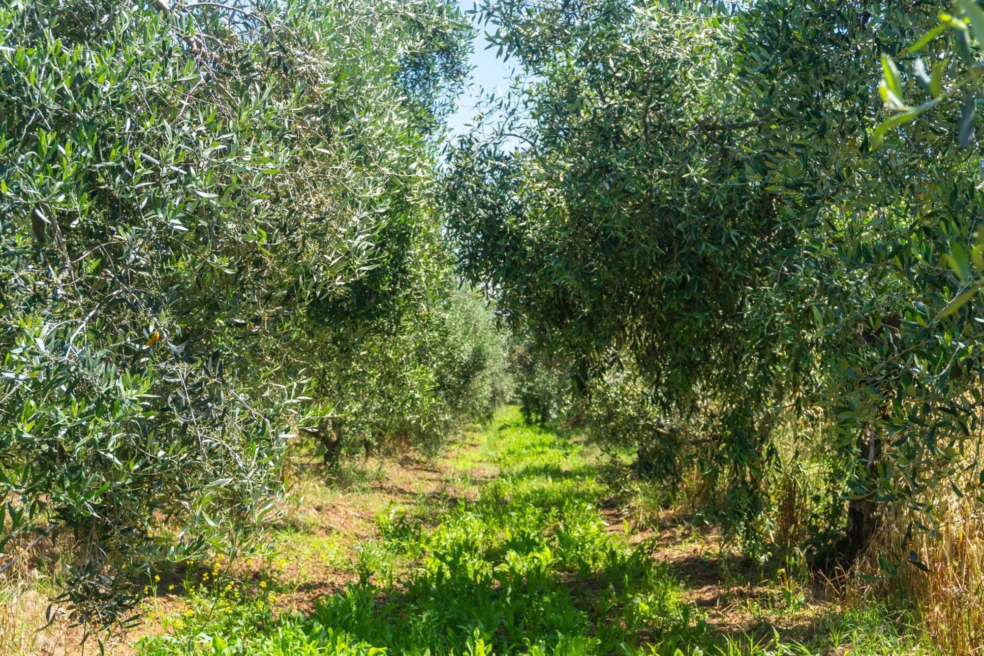 Agriturismo Il Tripesce Вада Екстериор снимка