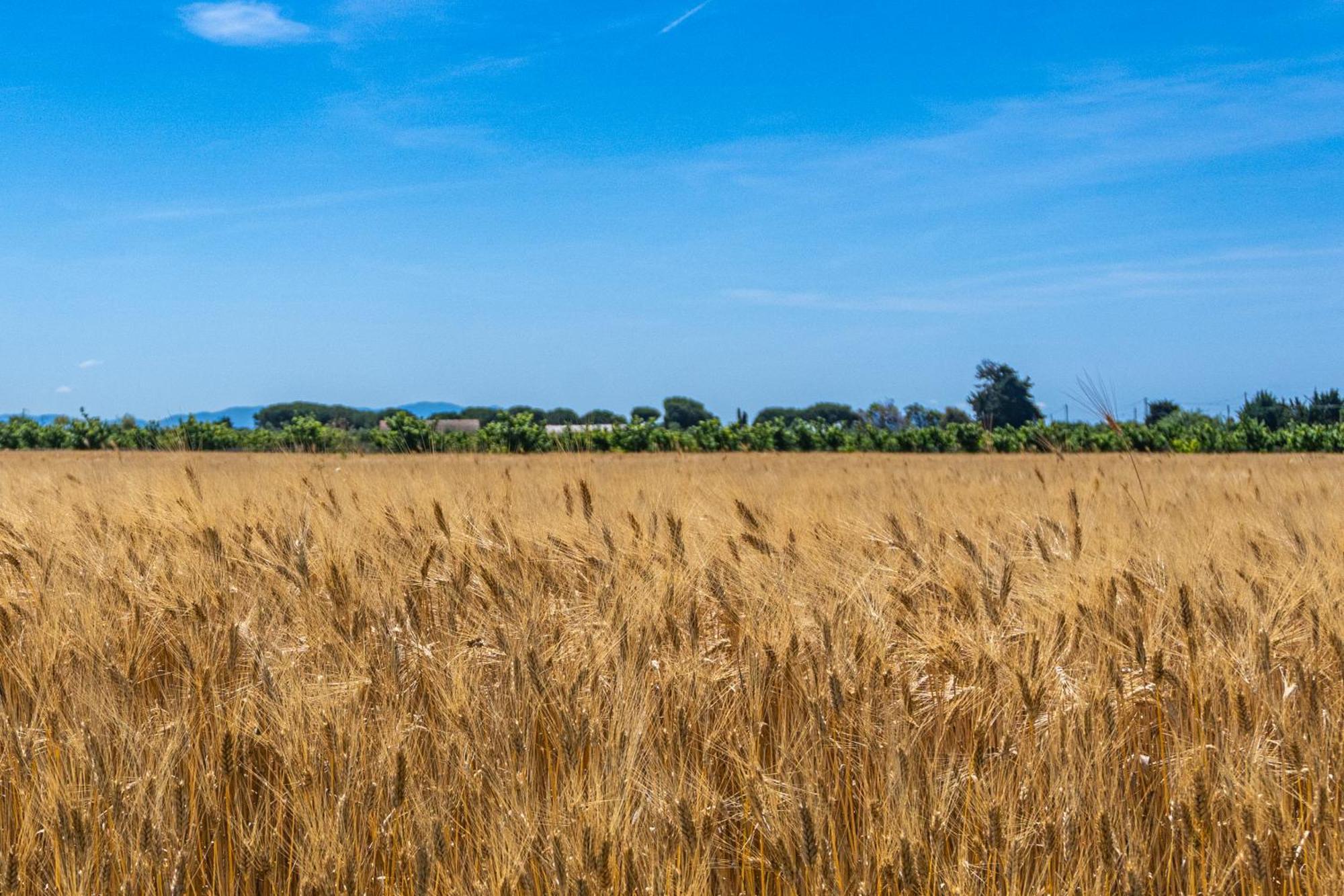Agriturismo Il Tripesce Вада Екстериор снимка