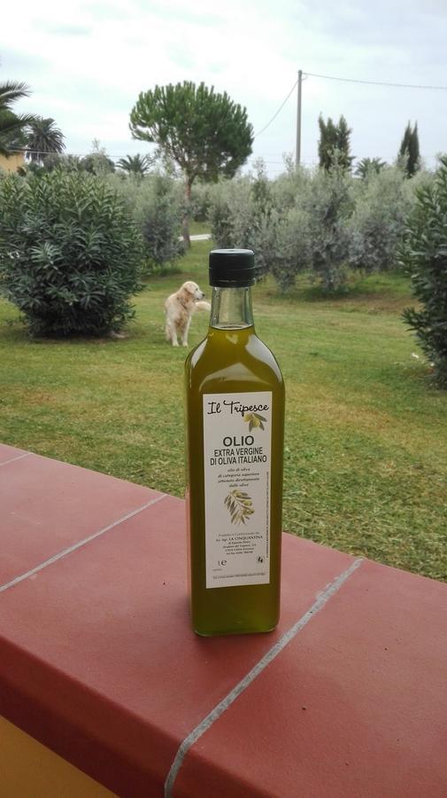 Agriturismo Il Tripesce Вада Екстериор снимка